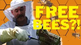 Easy Process for SWARM CATCHING in 2023 | Swarm Traps Setup