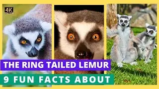 The Ring Tailed Lemur - 9 rare and interesting facts