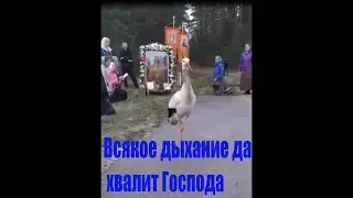 Всякое дыхание да хвалит Господа. 