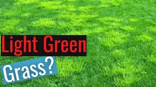 Control Poa Annua - Best/Boring strategy!