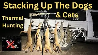 Most Wild Dogs Shot In One Night!! Shooting Feral Cats.