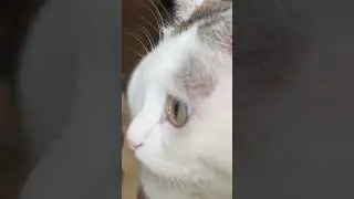 Котики в шоке от погоды 😸 Опять дождь ☔️
