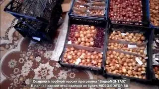 лук шалот Белозерский  , Староверов и другие сорта , а также чеснок