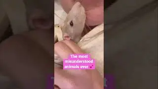 Lilac the rat kisses #shorts
