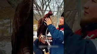 Хищные беркуты преследуют ВОЛКОВ 😧🔥🦅