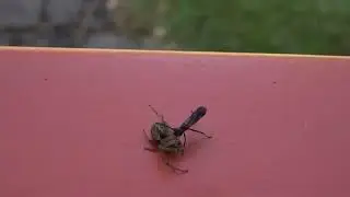 Agélénie charbonnière en pleine action