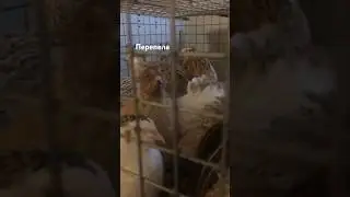 Рождение перепелов