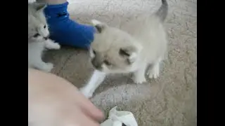 #Ужасно#ГОЛОДНЫЕ#Котята #УЧАТСЯкушать