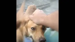 cadela novinha, muito fofinha.