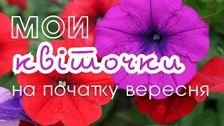Мої квіточки на початку вересня