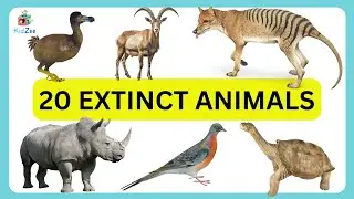 EXTINCT ANIMALS | NAME OF 20 EXTINCT ANIMALS | ANIMALS EXTINCT IN 2024
