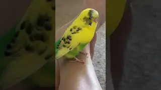Лимончик 🦜🫶