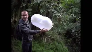 Big Latex glove blow to pop btp b2p