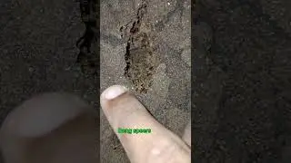 JARANG KITA LIHAT YANG SEPERTI INI