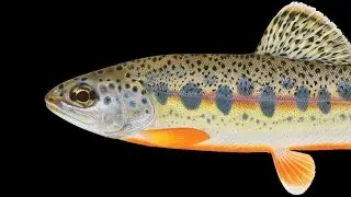 Tomelleri Trout Project