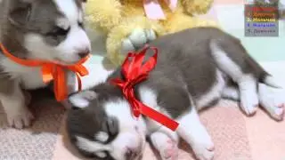 Щенки хаски от питомника Daily Smile (дата рождения 06.06.2015)