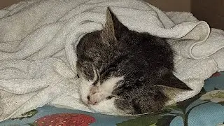 Feral Cat Finally Asks for Help