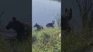 German Shepherds cooling off