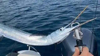 3 new species caught while fishing in Dubai!