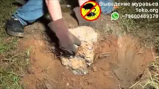 Внутреннее строение муравейника