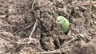 Soybean Planting (From Ag PhD 
