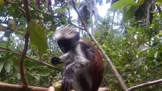 Wild colobus at Zanzibar
