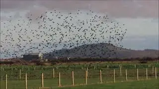 Starlings murmuration at Brean (Burnham-On-Sea.com)