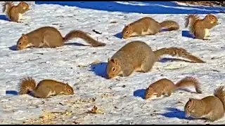 Иди сюда белка / Для кошек и собак