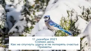 11 декабря 2021 Иринарх Севастийский. Сойкин день. Как не спугнуть удачу и не потерять счастье.