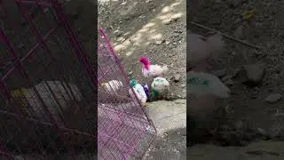 ayam warna warni akur