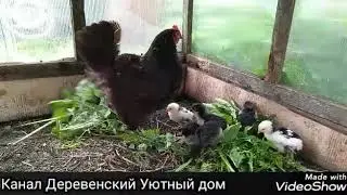 Какую траву можно давать курочкам !!! Самые популярные травы под ногами!!!