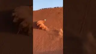 desert jeeps