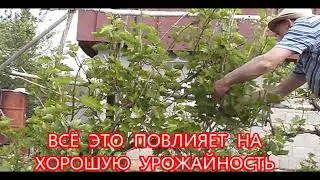 Чем больше рвёшь, тем больше ягод.