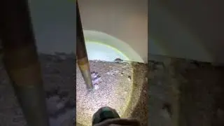 Extreme Mice Infestation