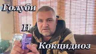 Голуби и кокцидиоз