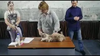 Ринг ПДШ Вера Черняк и Скарлетт заняла 6-к место. 6 марта 2021 Клуб Роскош.