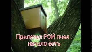 Снимаю ловушки/Пересаживаю  бродячие рои.
