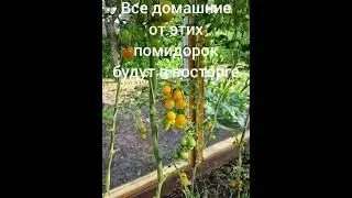 Медовые черри.#Томаты#
