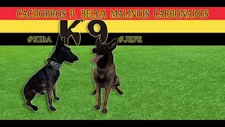 10 Días #puppy #puppybelgian #puppymalinois #cachorros #belgianmalinois #malinois #pastorbelga