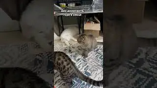 Два доминанта горе в семье.   #cat #котки #котик #котята #catbreed #кот #catkitten #kitten