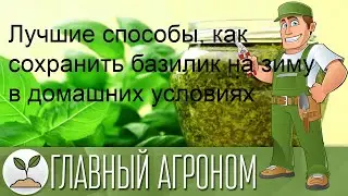 Лучшие способы, как сохранить базилик на зиму в домашних условиях
