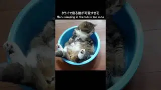 360°可愛い生き物タライ編。 #Shorts