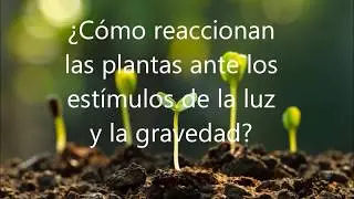 ¿Cómo responden las plantas ante los estímulos de la luz y la gravedad?