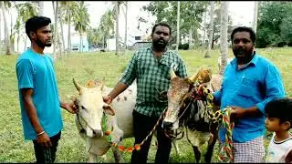 நத்தம் ஜல்லிக்கட்டு பேரவையுடன் ஓர் நேர்காணல் ◆ CHANCE MAKERS | Jallikattu | Traditional