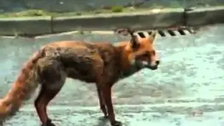 Приколы ! Собака защищает кошку от лисы
