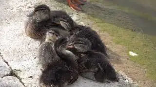 Mallard with five ducklings growing up