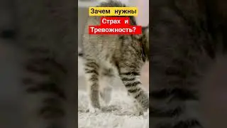 #спокойствие #страхи #советы #управлениеэмоциями #тревожность #личностныйрост #личностный #страх