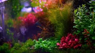 Planted Tank  Paradise.