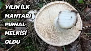 Yılın ilk Pırnal melkisi. İlk çıkan mantar. #mantarlar #mushroom #doğa
