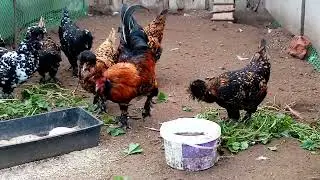 КУРЫ РАЗНЫХ ПОРОД И РАЗНОГО ВОЗРАСТА.